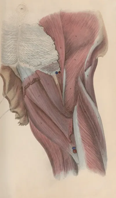 A System Of Anatomical Plates Of The Human Body Pl 046