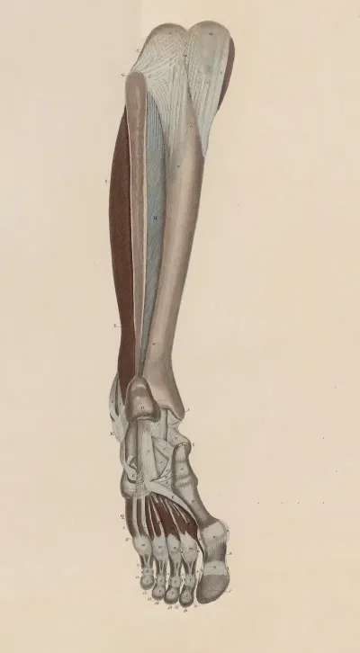 A System Of Anatomical Plates Of The Human Body Pl 056