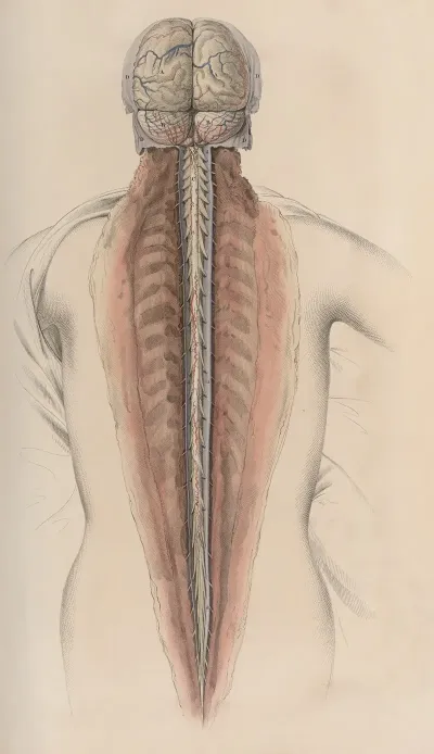 A System Of Anatomical Plates Of The Human Body Pl 058