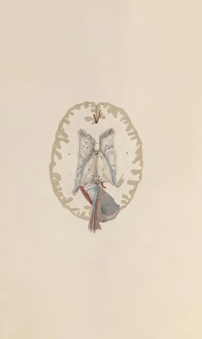 A System Of Anatomical Plates Of The Human Body Pl 065