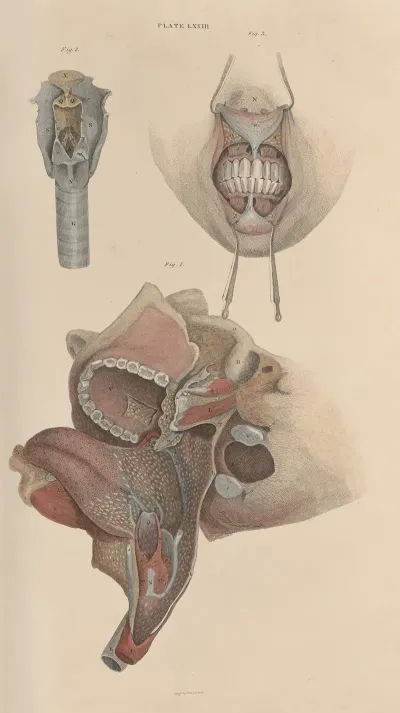 A System Of Anatomical Plates Of The Human Body Pl 076
