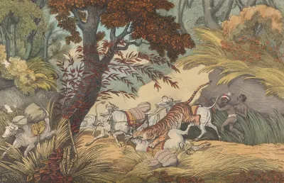 A Tiger Seizing A Bullock In A Pass