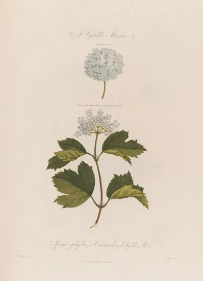 A Vegetable Monster Spiraea Opulifolia Or Currant Leaved Gelder Rose