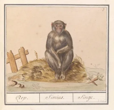 Aap Primates Aep Simius Singe