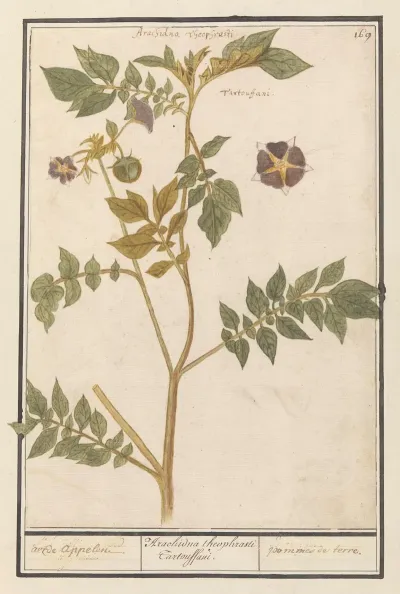 Aardappel Solanum Tuberosum Aerde Appelen Arachidna Theophrasti Tartouffani Pommes De Terre