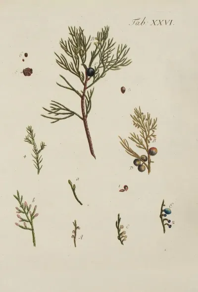 Abbildung Der Wilden Baume Stauden Und Buschgewachse Pl 026