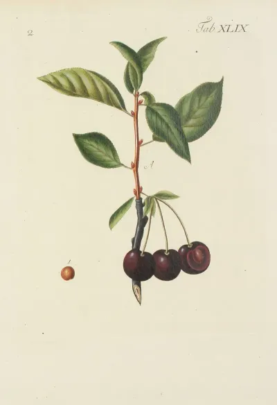 Abbildung Der Wilden Baume Stauden Und Buschgewachse Pl 084