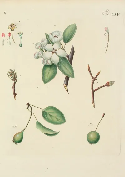 Abbildung Der Wilden Baume Stauden Und Buschgewachse Pl 089