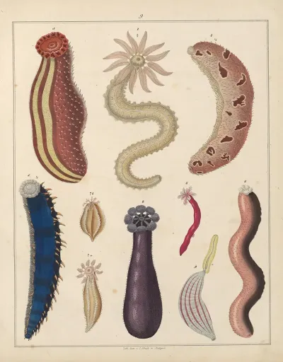 Abbildungen Zu Okens Allgemeiner Naturgeschichte Fur Alle Stande Pl 036