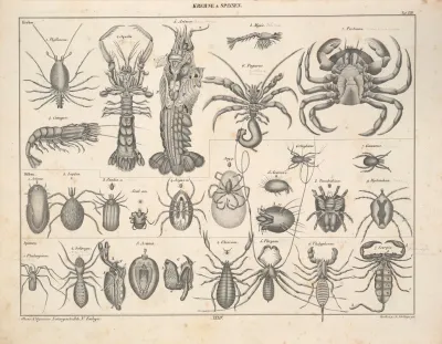 Abbildungen Zu Okens Allgemeiner Naturgeschichte Fur Alle Stande Pl 080