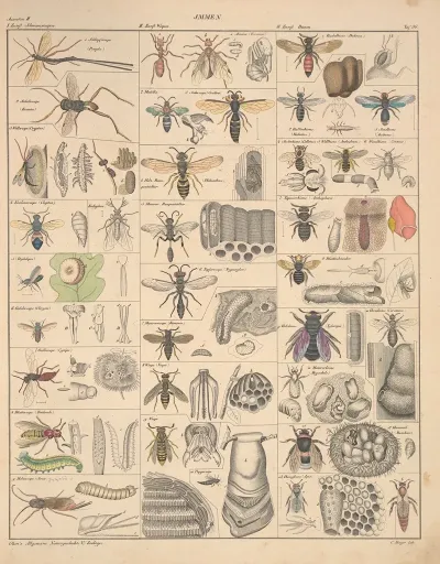 Abbildungen Zu Okens Allgemeiner Naturgeschichte Fur Alle Stande Pl 082