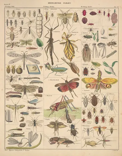 Abbildungen Zu Okens Allgemeiner Naturgeschichte Fur Alle Stande Pl 086