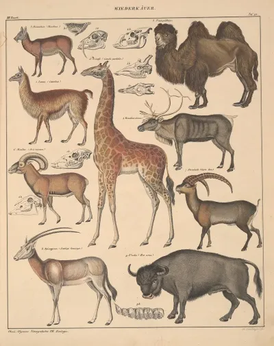 Abbildungen Zu Okens Allgemeiner Naturgeschichte Fur Alle Stande Pl 138