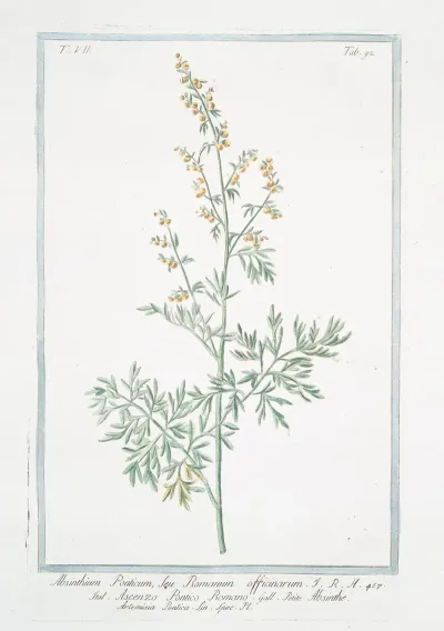 Absinthium Ponticum Seu Romanum Officinarum Ascenzo Pontico Romano Absinthe Artemisia Pontica Lin Spec Pl Roman Wormwood