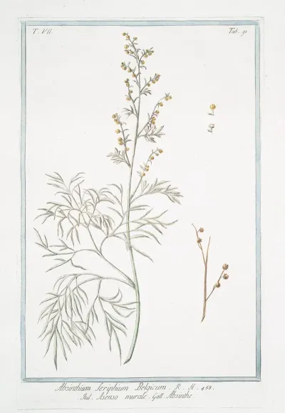 Absinthium Seriphium Belgicum Asenso Murale Abisinthe Wormwood