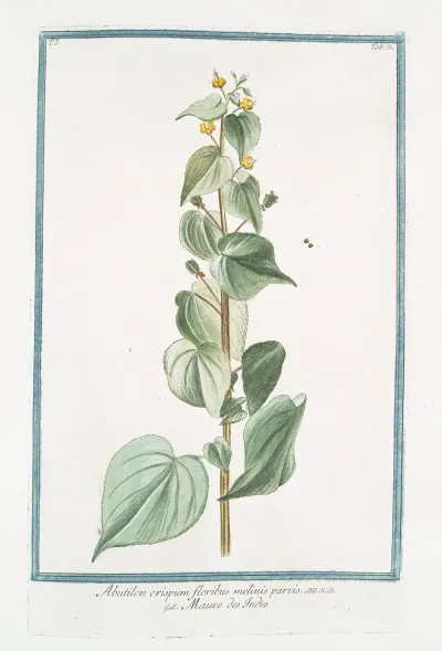 Abutilon Crispum Floribus Melinis Parvis Mauve Des Indes
