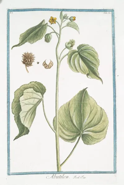 Abutilon Flowering Maples