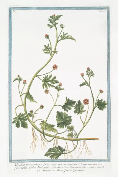 Abutilon Procumbens Foliis Subrotundis Dissectis Et Laciniatis Floribus Phoeniceis Semine Birostrato Abutilon Carolinianum Flore Rubro Mauve Des Indes Fausse Guimmauve