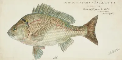 Acanthopagrus Butcheri Tas Black Bream