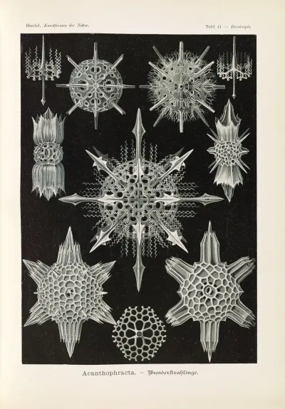 Acanthophracta Wunderstrahlinge