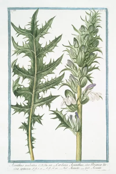 Acanthus Aculeatus Carduus Acanthus Sive Branca Ursina Spinosa Acanto Acante Butchers Broom