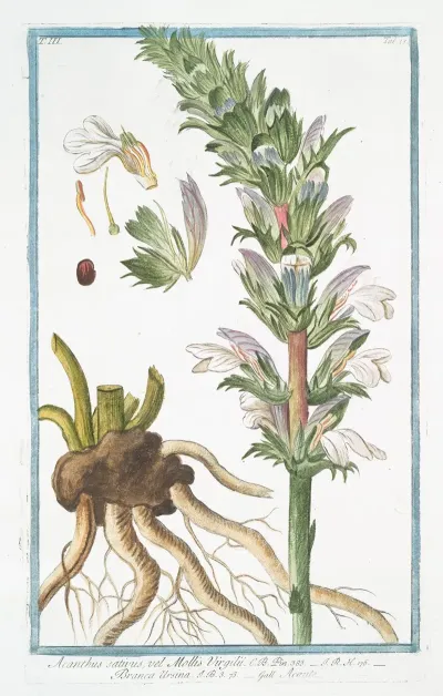 Acanthus Sativus Vel Mollis Virgilii Branca Ursina Acante Bears Breeches