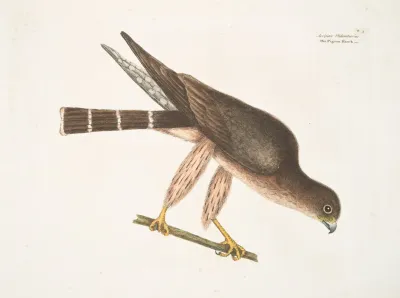 Accipiter Palumbarius The Pigeon Hawk