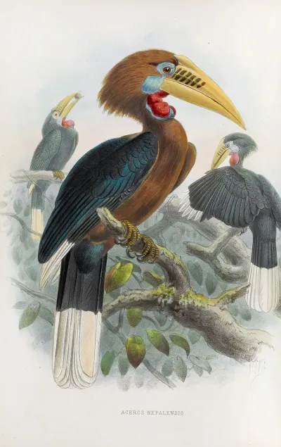 Aceros Nepalensis