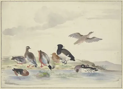 Acht Enten Verschiedener Art Am Wasser 2
