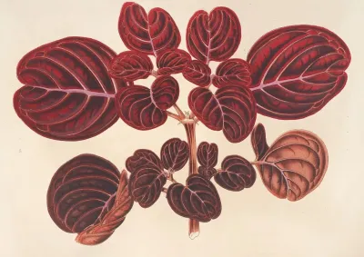 Achyranthes Verschaffeltii 2