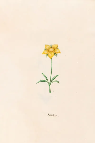 Aconitum 2