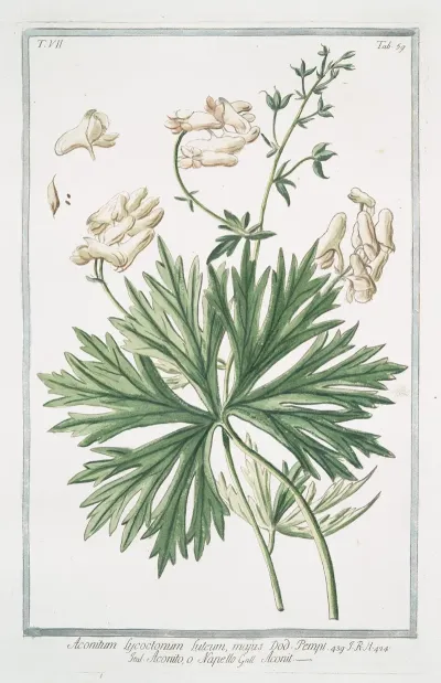 Aconitum Lycotonum Luteum Majus Aconito O Napello Aconit Yellow Wolfsbane Yellow Wolfbane