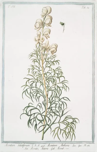 Aconitum Salutiferum Aconitum Anthora Aconito Anthora Aconit Yellow Monkshood Pyrenees Monkshood