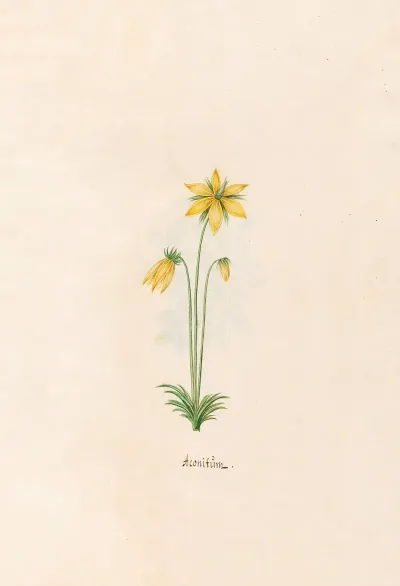 Aconitum