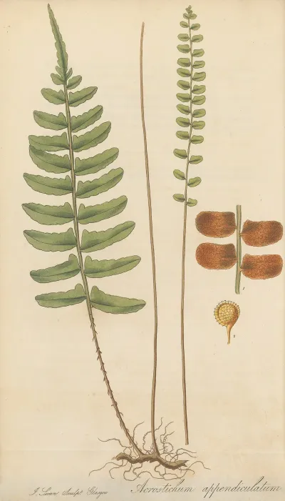 Acrostichum Appendiculatum