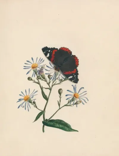 Admiral Butterfly Aster Or Michs Michaelmas Daisy