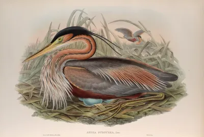 Adrea Purpurea Purple Heron
