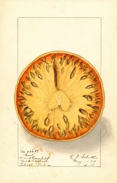 Aegle Marmelos