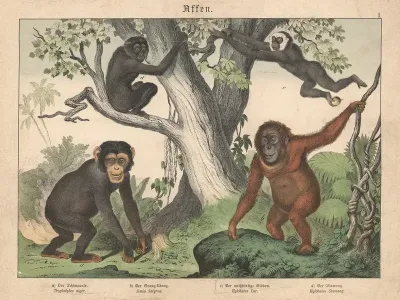 Affen A Der Schimpanse B Der Orang Utang C Der Weissbartige Gibbon D Der Siamang