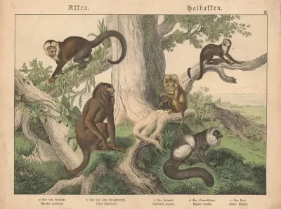 Affen Halbaffen A Der Rote Brullaffe B Der Sai Oder Kaouzineraffe C Der Saimiri D Das Lowenaffchen E Der Vari