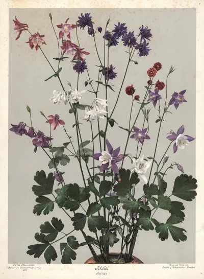 Akelei Aquilegia