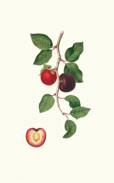 Albicocco Susino Armeniaca Prunata Apricot