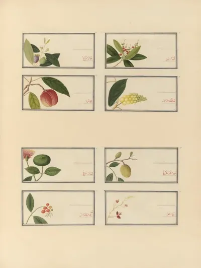 Album Of Chinese Watercolors Of Asian Fruits Pl 27