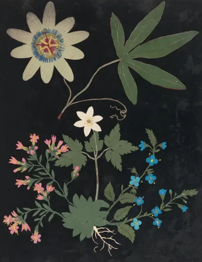 Album Of Cut Paper Flowers Pl 10