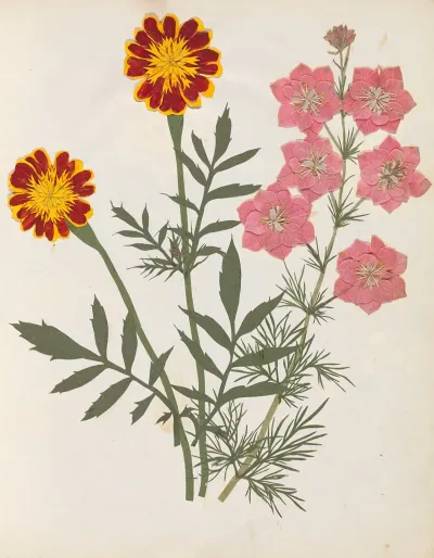 Album Of Cut Paper Flowers Pl 17