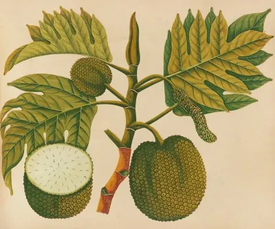 Album Of Watercolors Of Asian Fruits And Flowers Pl 30