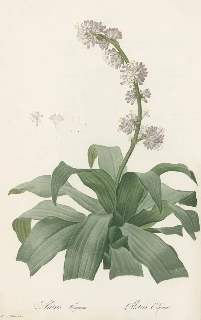 Aletris Fragrans