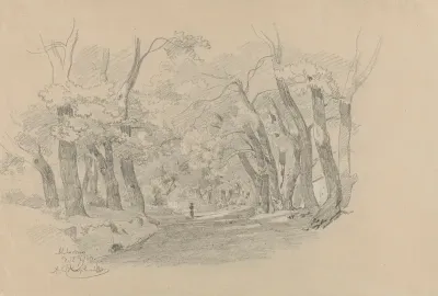 Alley Of Trees In Albano