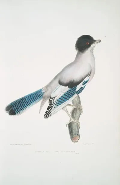 Almorah Jay Garrulus Vigorsii