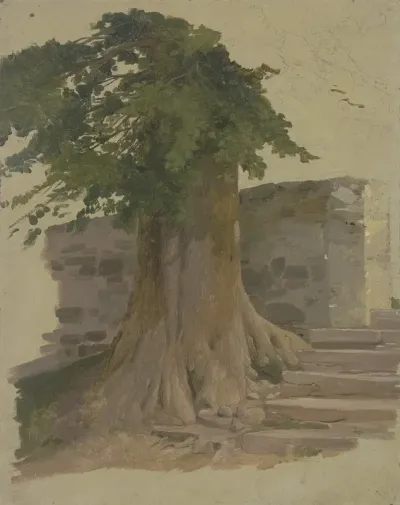 Alter Baum An Einem Mauerstuck 2